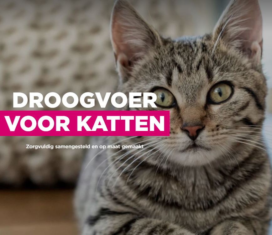 Kattenvoeding