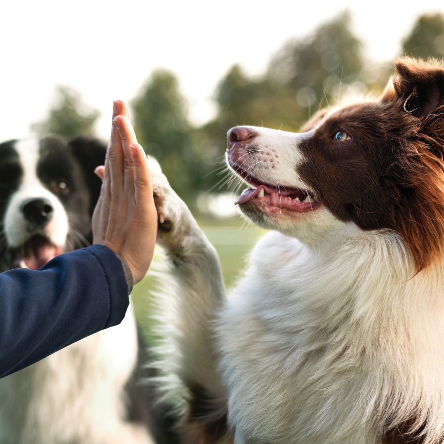 Senior Hondenvoeding